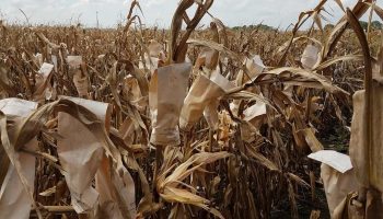 dry corn in field